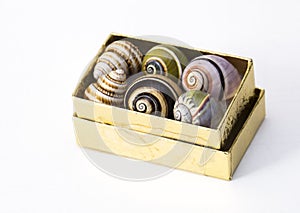 Box of Snail Shells