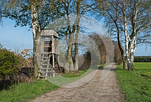 Box stand at a birch