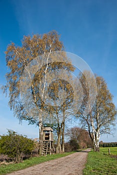 Box stand at a birch