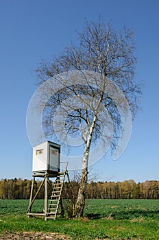Box stand at a birch