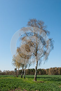 Box stand at a row of birches