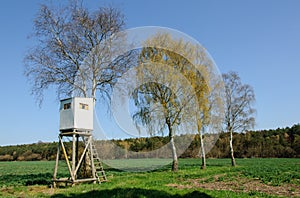 Box stand at a row of birches
