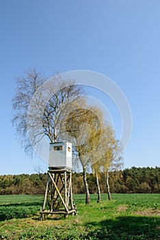 Box stand at a row of birches