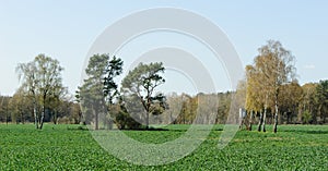 Box stand at a row of birches