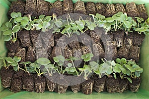 A box of strawberry plug plants