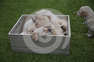 A box of tired Labrador puppies -  adorable cute claustrophobic puppies squished in a box