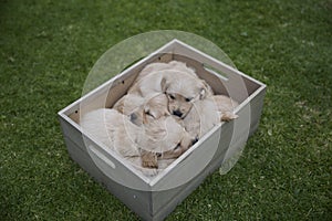 A box of tired Labrador puppies -  5 adorable cute claustrophobic puppies squished in a box photo