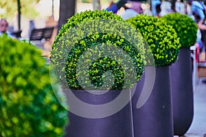 Box-tree bushes placed in dark grey cobbles