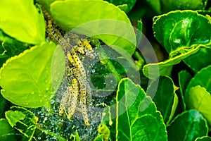 Box tree infested by larvae of a buxus moth, box wood infestation