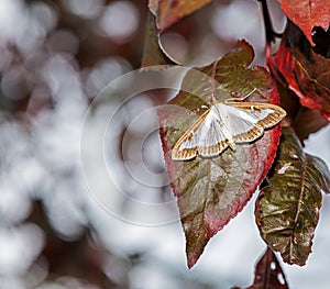 Box Tree Moth