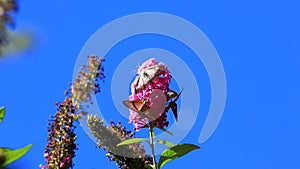 Box tree moth butterflies eating nectar on the flowers of a summer lilac