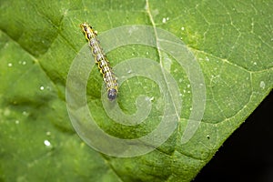 Box tree moth caterpillar, Cydalima perspectalis, closeup