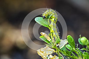 Box tree moth caterpillar, Cydalima perspectalis, closeup