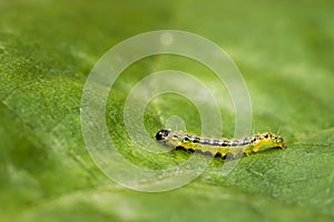 Box tree moth caterpillar, Cydalima perspectalis, closeup