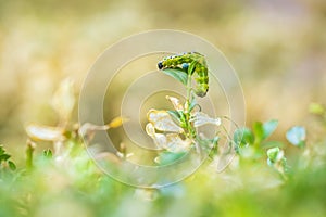 Box tree moth caterpillar, Cydalima perspectalis, closeup