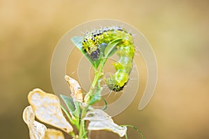 Box tree moth caterpillar, Cydalima perspectalis, closeup