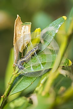 Box tree moth caterpillar, Cydalima perspectalis, closeup