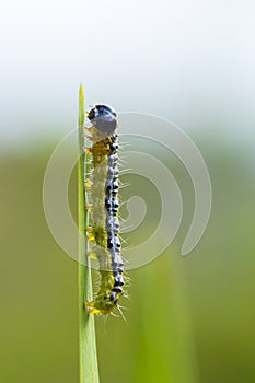 Box tree moth caterpillar, Cydalima perspectalis, closeup