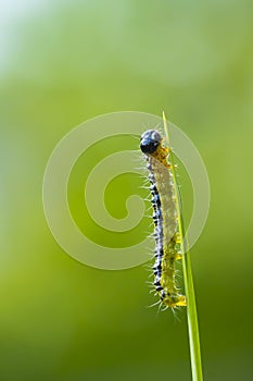 Box tree moth caterpillar, Cydalima perspectalis, closeup