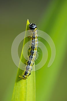 Box tree moth caterpillar, Cydalima perspectalis, closeup