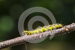 Box tree moth caterpillar, Cydalima perspectalis, closeup feeding