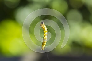 Box tree moth caterpillar, Cydalima perspectalis, closeup feeding