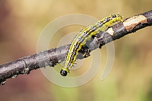 Box tree moth caterpillar, Cydalima perspectalis, closeup feeding