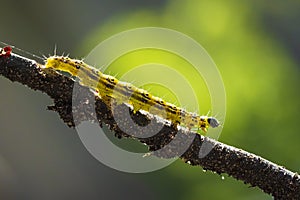 Box tree moth caterpillar, Cydalima perspectalis, closeup feeding