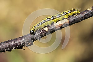 Box tree moth caterpillar, Cydalima perspectalis, closeup feeding