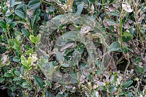 box tree moth caterpillar eats the box tree bare