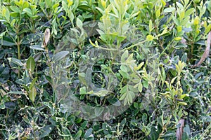 box tree moth caterpillar eats the box tree bare