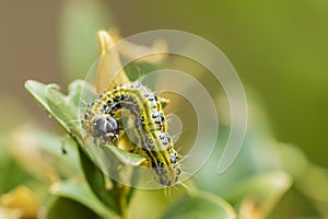 Box tree moth, Cydalima perspectalis