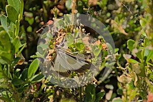 Box tree moth - Cydalima perspectalis