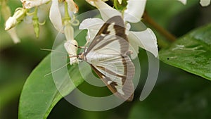 Box tree moth or Cydalima perspectalis, occitanie, France