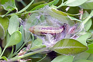 Box tree moth Cydalima perspectalis pupa in the garden on common box