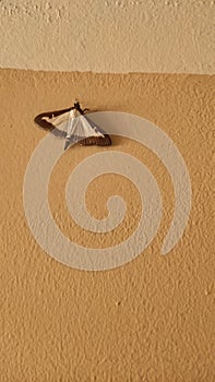 Box tree moth cydalima perspectalis resting on a beige wall copy space photo
