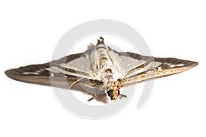 Box tree moth with spread wings, isolated on wht-ite photo