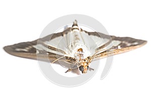 Box tree moth with spread wings, isolated on wht-ite photo