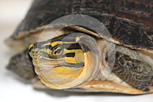 box turtle