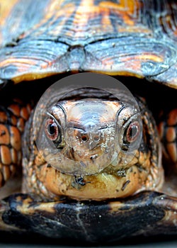 Box Turtle photo