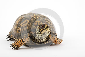 Box Turtle