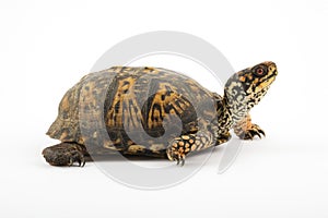 Box Turtle