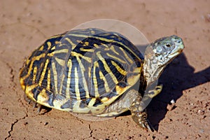 Box Turtle