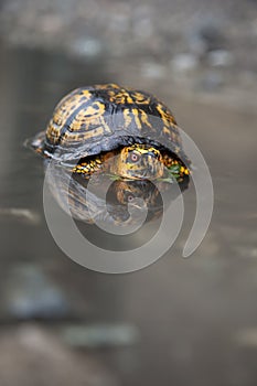 Box Turtle