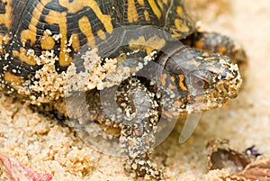 Box turtle