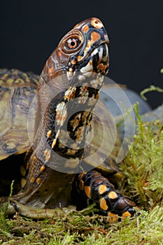 Box Turtle