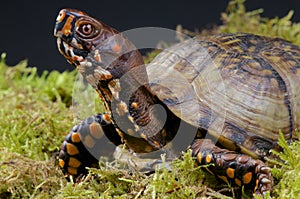 Box Turtle
