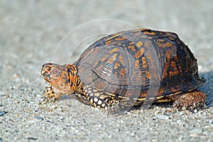 Box Turtle