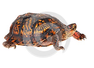 Box Turtle