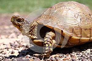 Box Turtle